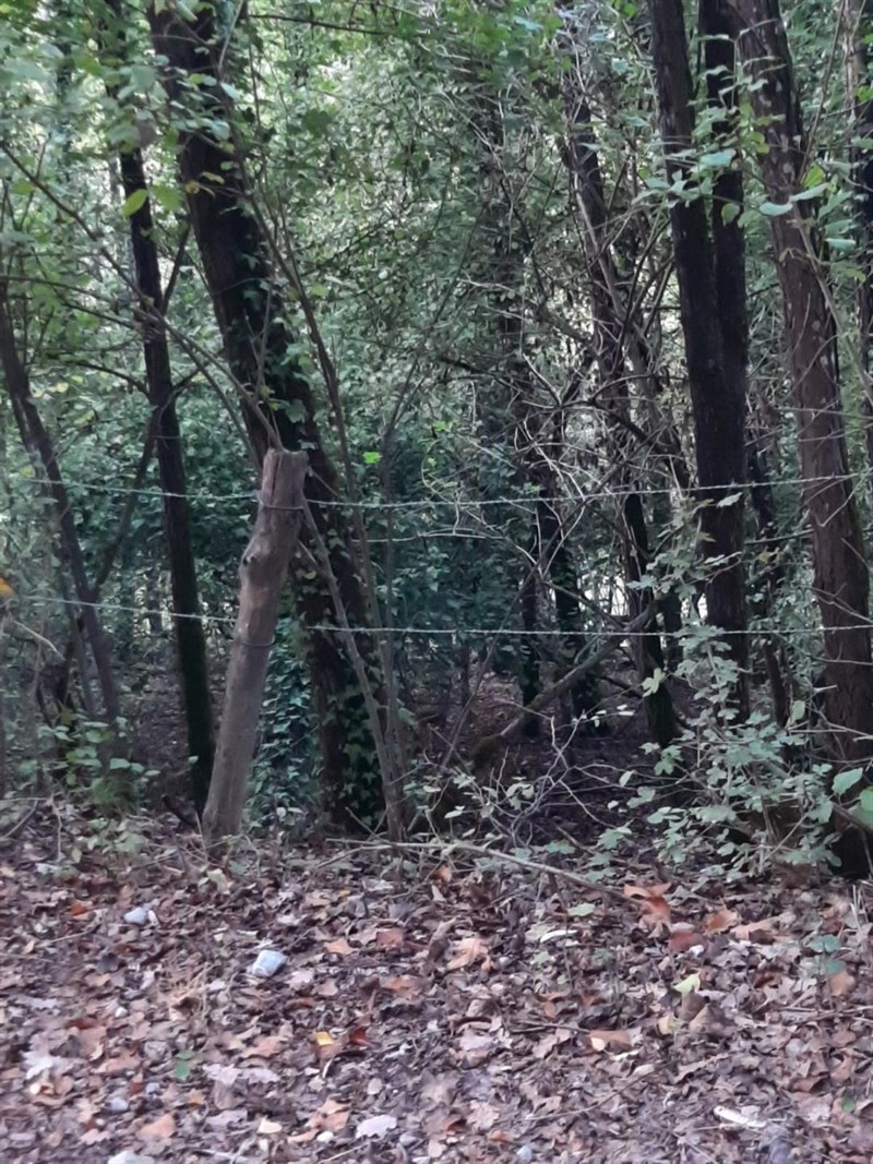 La strada comunale di Bricciana