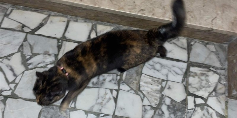 Il gatto in Via Pecori Giraldi