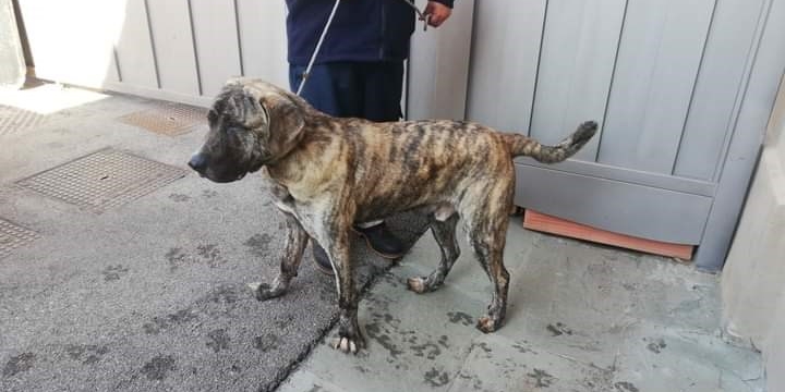 Il cane che cerca casa