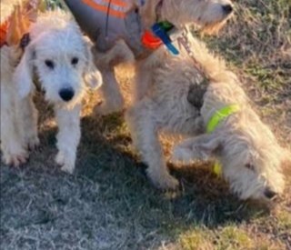 Cani simili a quello che si è perduto