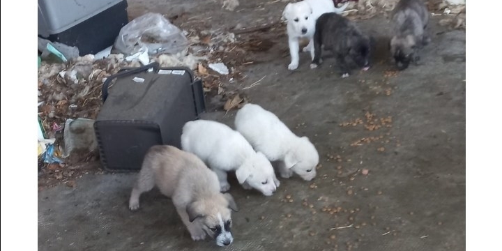 I cuccioli sequestrati dai Forestali