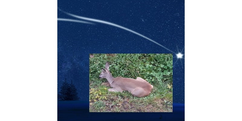 Il capriolo ferito questa mattina