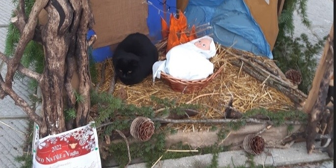 Gatto nel presepe a Vaglia