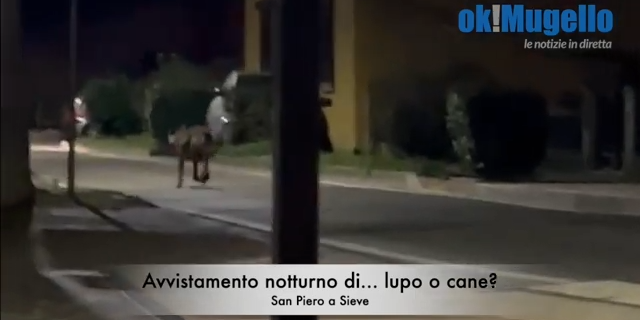 Avvistamento animale