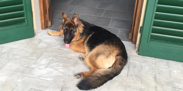 Cane ""Lady"", pastore tedesco smarrito