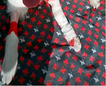 La situazione della cagnolina