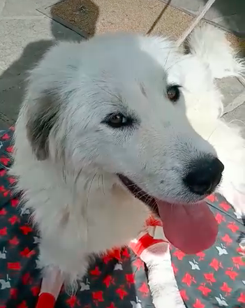 La cagnolina investita