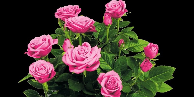 Per ogni pianta venduta, verrà devoluto 1 Euro ad Airalzh Onlus