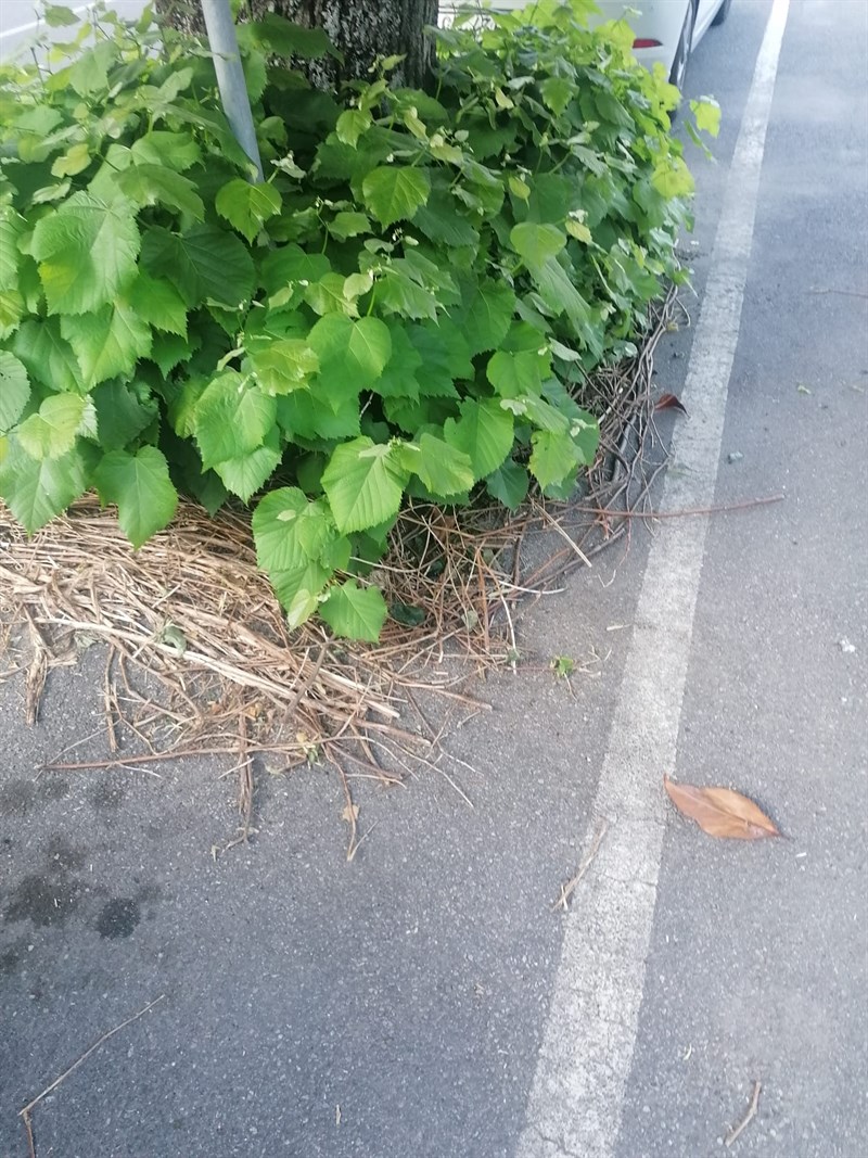 Aiuole intorno agli alberi lasciare in pessime condizioni