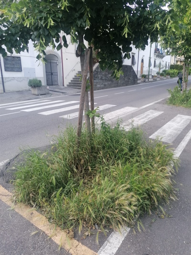 Aiuole intorno agli alberi lasciare in pessime condizioni