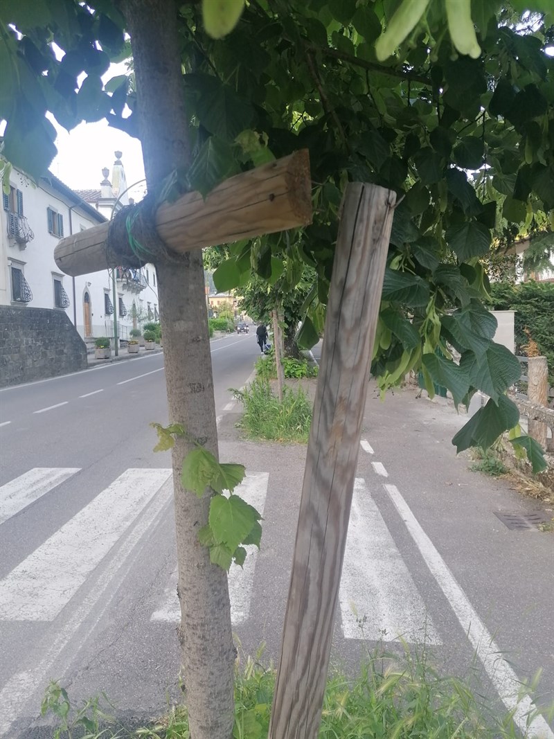 Nuovi alberi piantati e stroncati dal vento perché i paletti di sostegno sono senza manutenzione