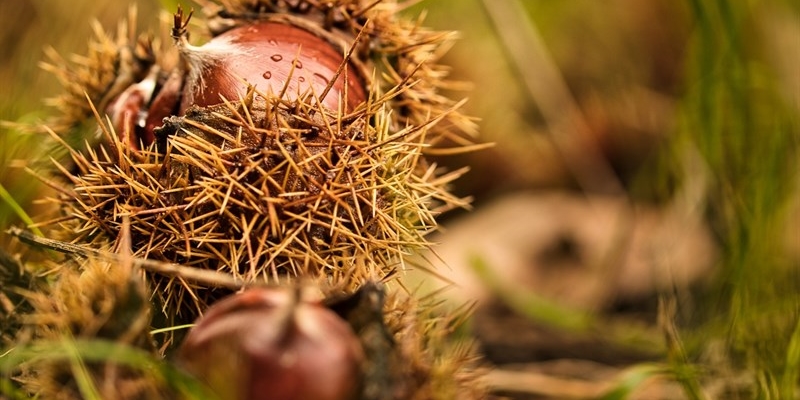 Incontro sul castagno