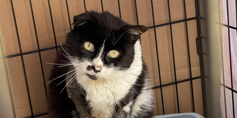 Il gatto ""Orecchina"",""EV