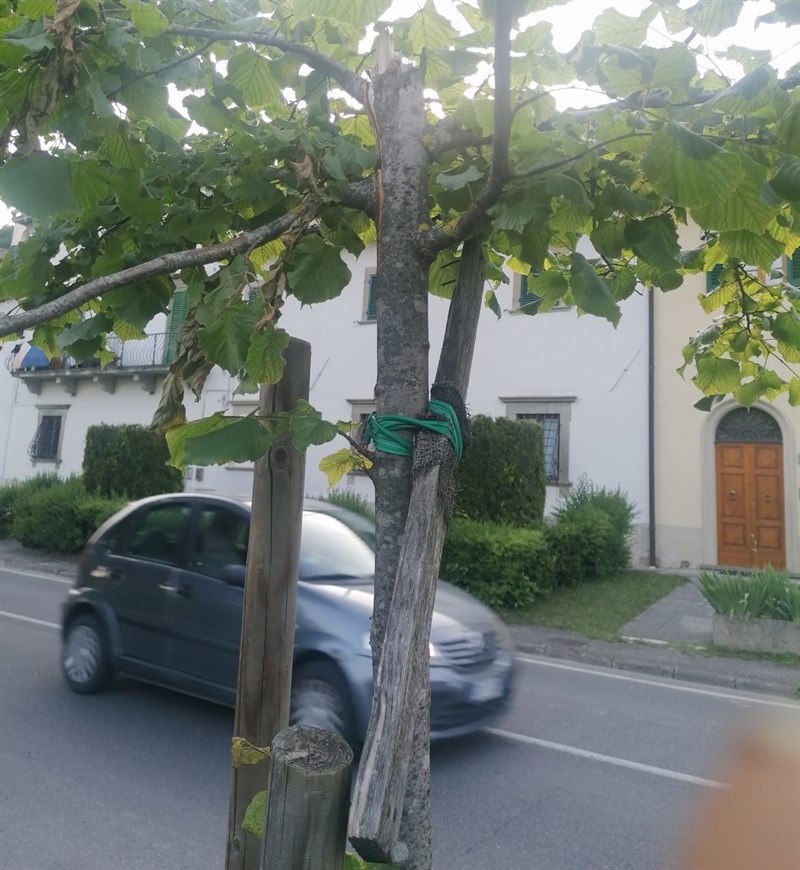 Nuovi alberi piantati e stroncati dal vento perché i paletti di sostegno sono senza manutenzione