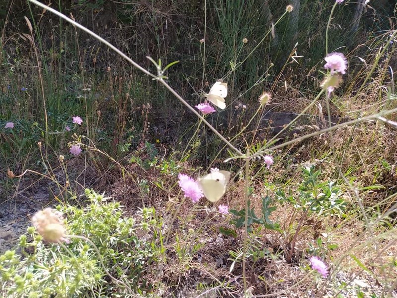 Passeggiata Crinali Mugello