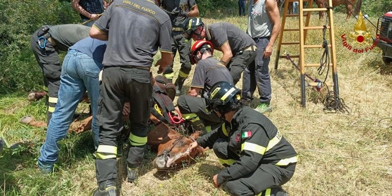 Il cavallo soccorso