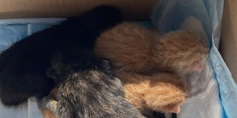 I quattro mici salvati