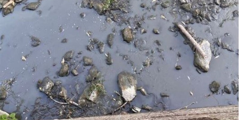 La moria di pesci nel Rincine