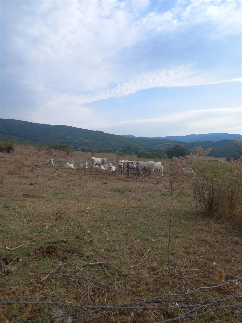 Il bellissimo lavoro dei volontari