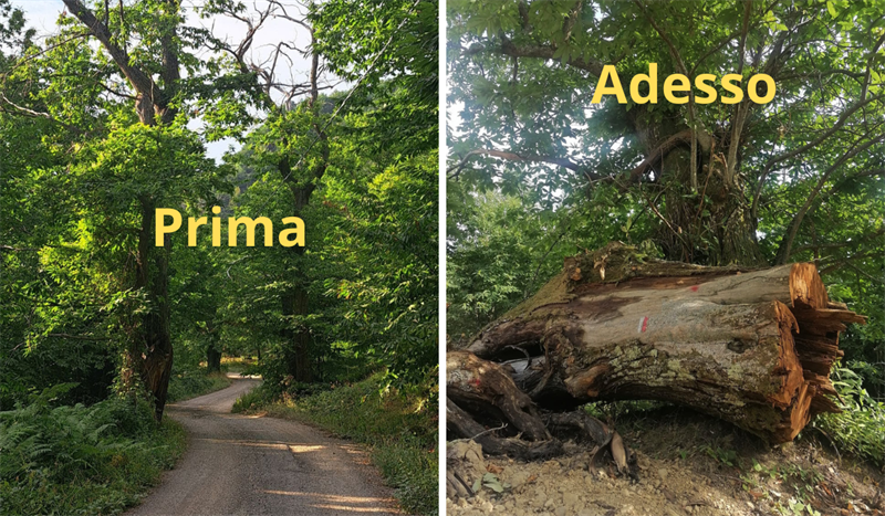 Salendo alla trappola, Corella, Dicomano