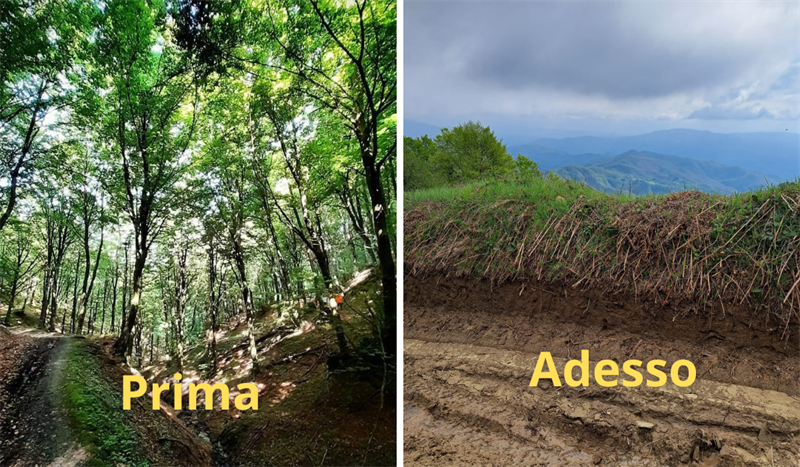 Monte Giogo Villore - sentiero faggeta solstretto