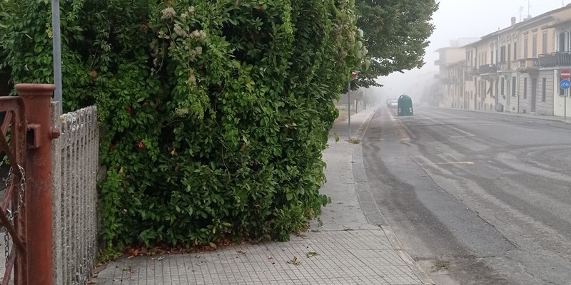 Viburnum Marciapiedum