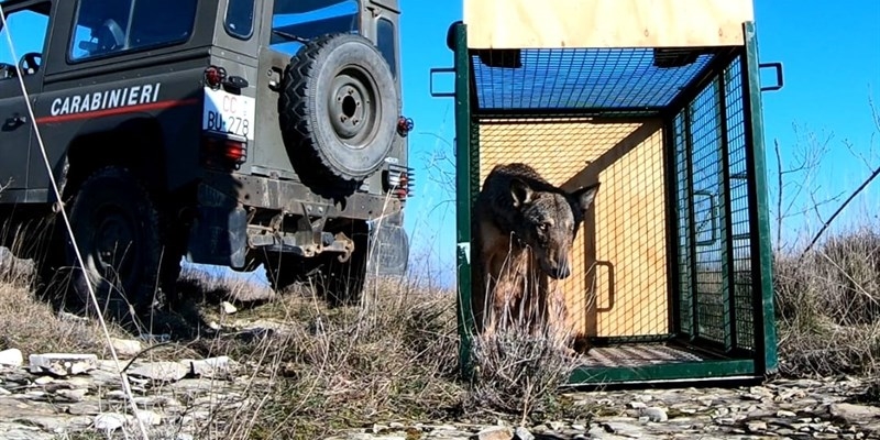 Lupo rimesso in libertà