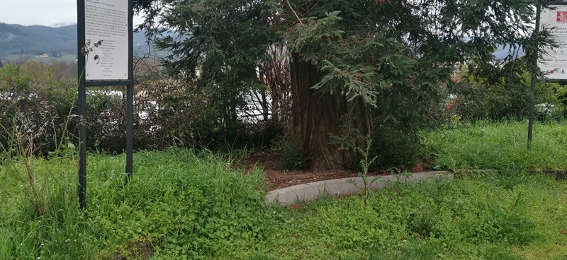 L'incuria dei giardini di fronte alla stazione ferroviaria di Borgo San Lorenzo