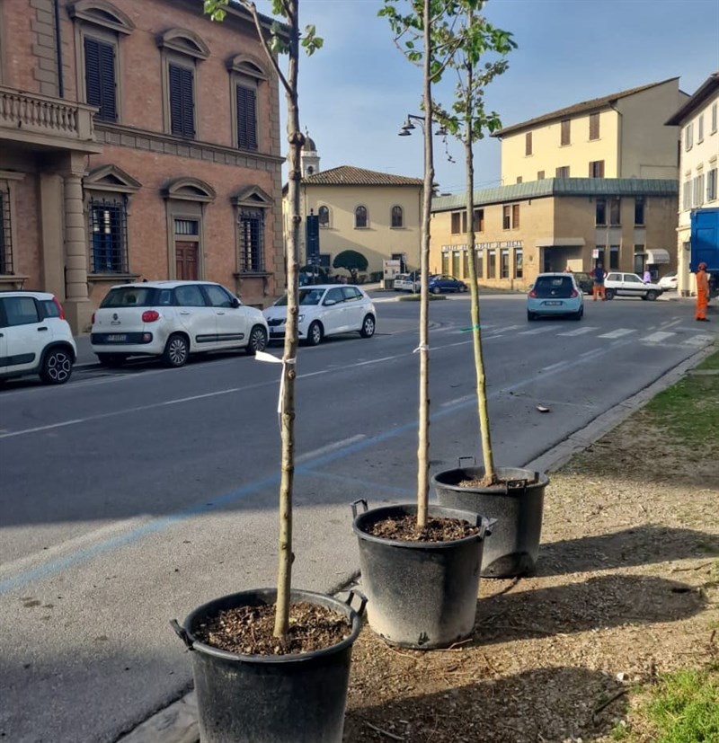 i nuovi alberi