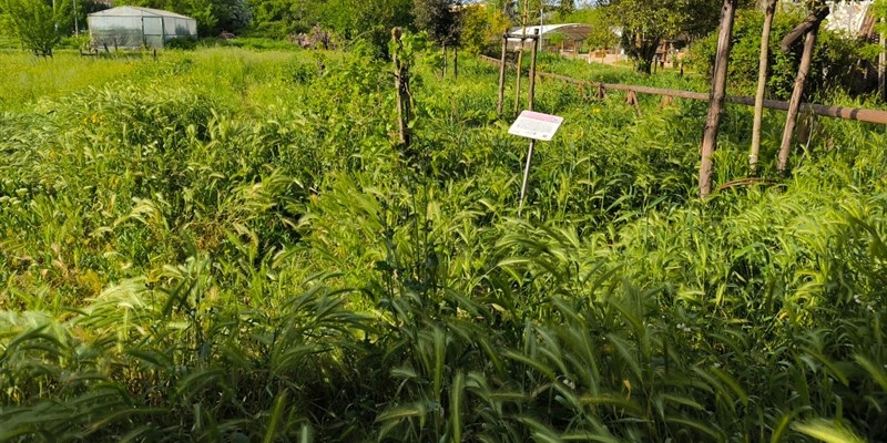 Il bosco dei bambini del Demetra abbandonato a se stesso fino a pochi giorni fa