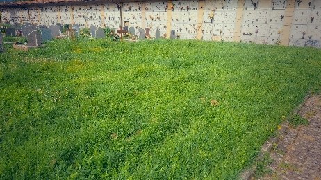 La situazione al Cimitero Comunale di Borgo San Lorenzo