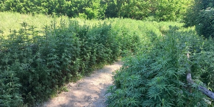 L'erba alta lungo la ciclabile