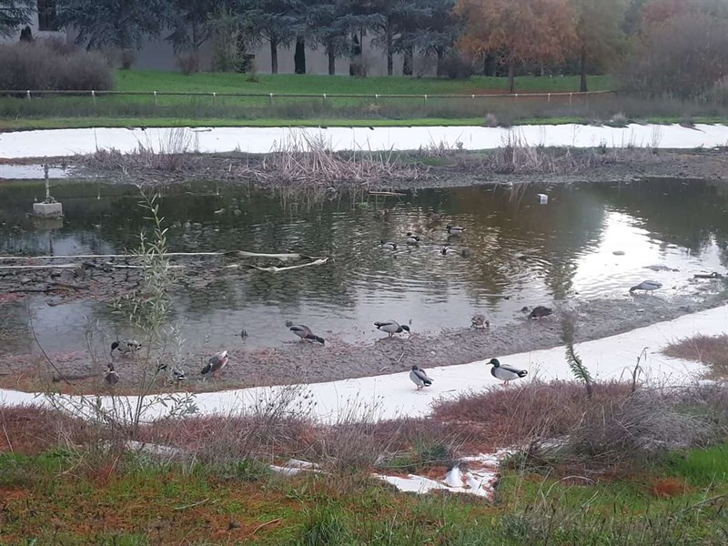 La situazione del laghetto al Parco Pertini