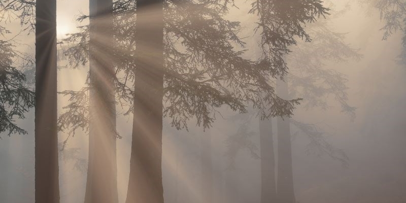 Sentiero delle Foreste Sacre, Foreste Casentinesi