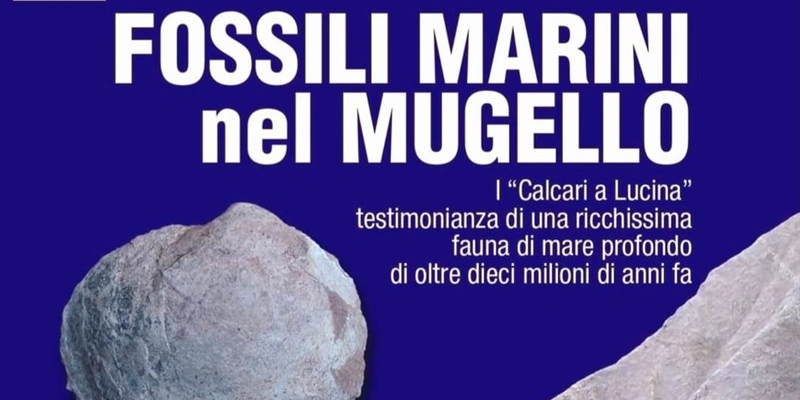 Un taglio della locandina dell'evento "" Fossili Marini nel Mugello"",""Musei Sant Agata