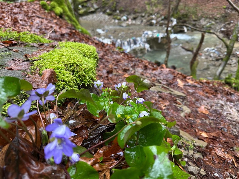 Discarica nascosta lungo il fiume Rovigo, consigliera Noferi in sopralluogo
