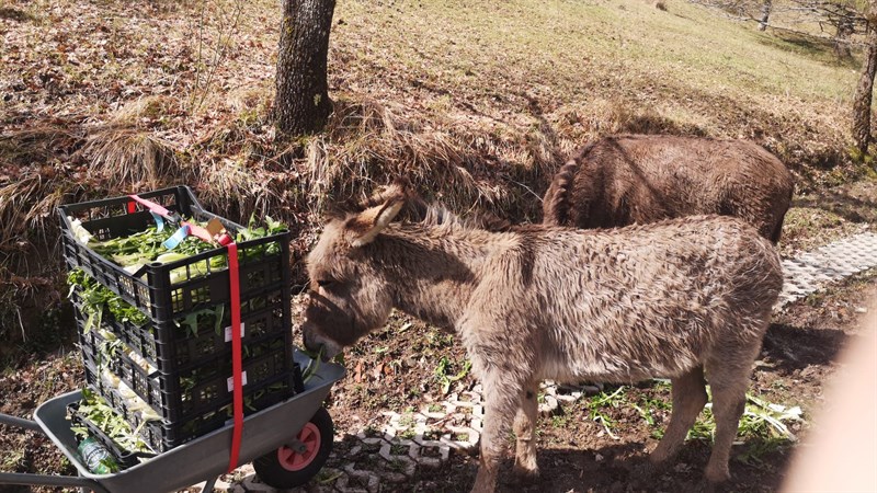 mangiare per animali oltre il ponte