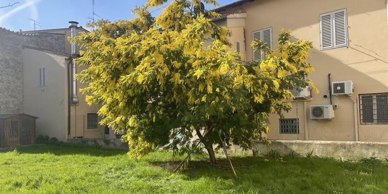 L'albero delle mimose
