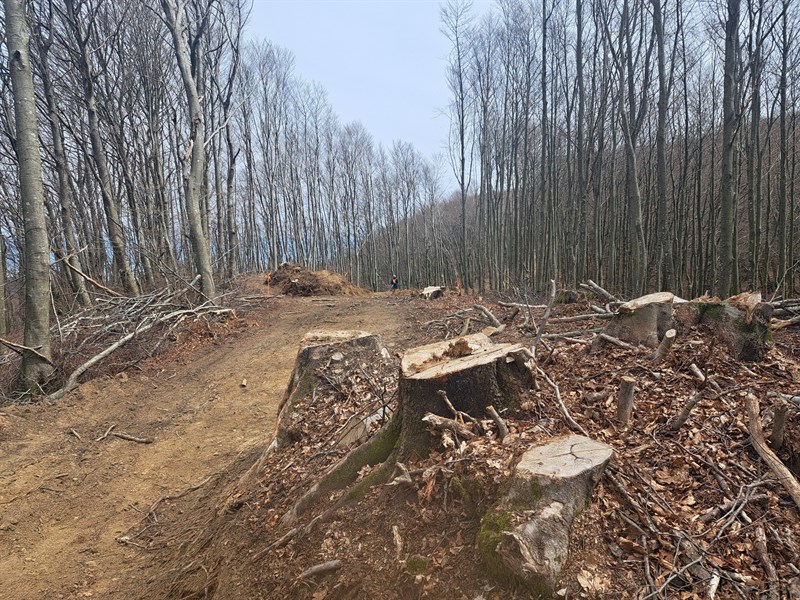 giogo di Corella sentiero deforestato