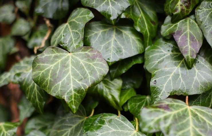 A0ebc6 edera 23062025 okmugello it