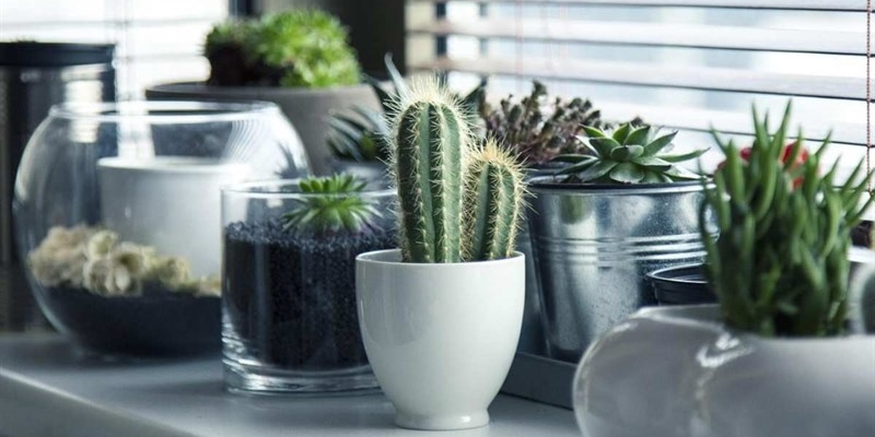 piante in casa anti-muffa