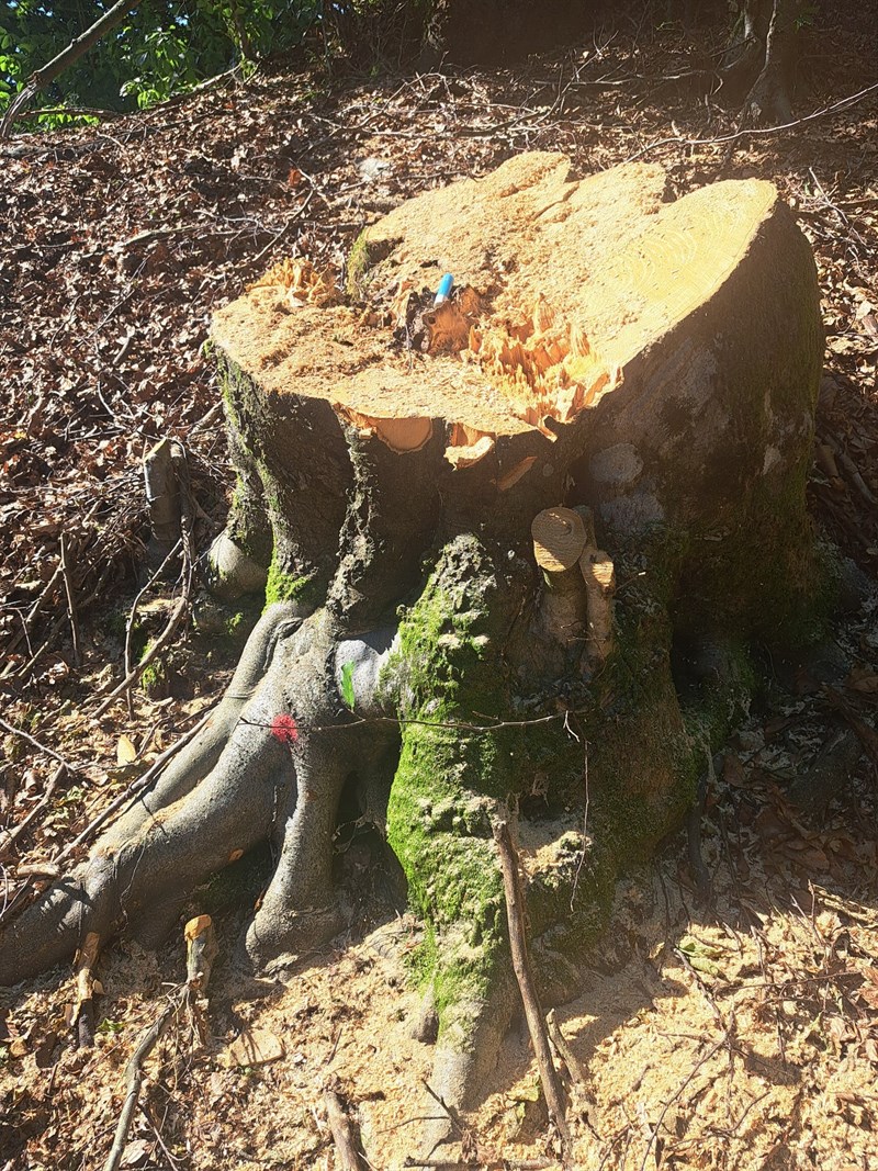 devastazione ambientale