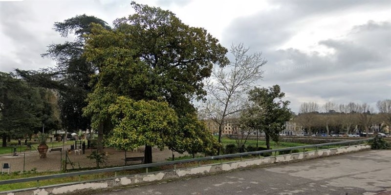 La magnolia di ponte San Niccolò sacrificata per la tgramvia