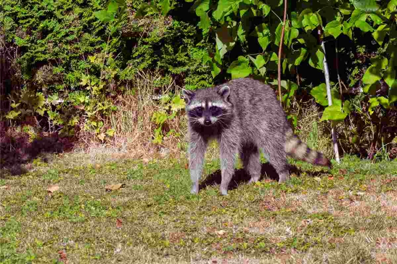 573567 accarezzare animali 11082025 okmugello it copia