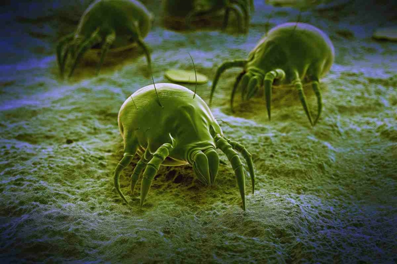 0f4a4a acari 03092025 okmugello it copia