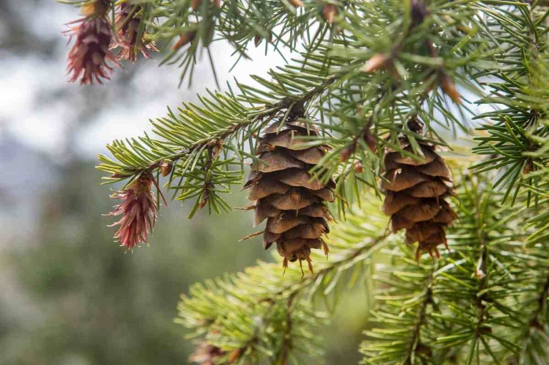 C9a198 pigne 12092025 www okmugello it