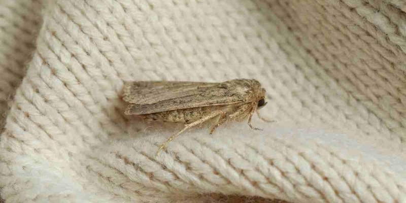 maglioni tarme 01-10-2025 okmugello.it