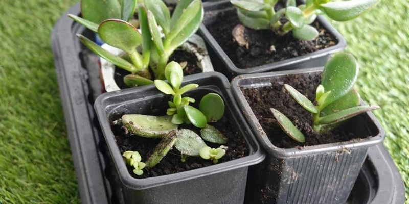 albero di giada 13102025 okmugello.it