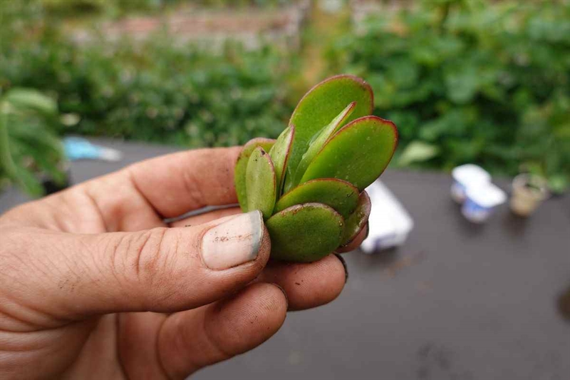 E14550 albero di giada 13102025 okmugello it