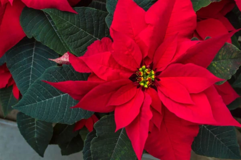 020720 Stella di Natale 31 10 25 okmugello it